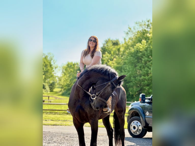 Friesian horses Gelding 3 years 16,2 hh Black in Gap