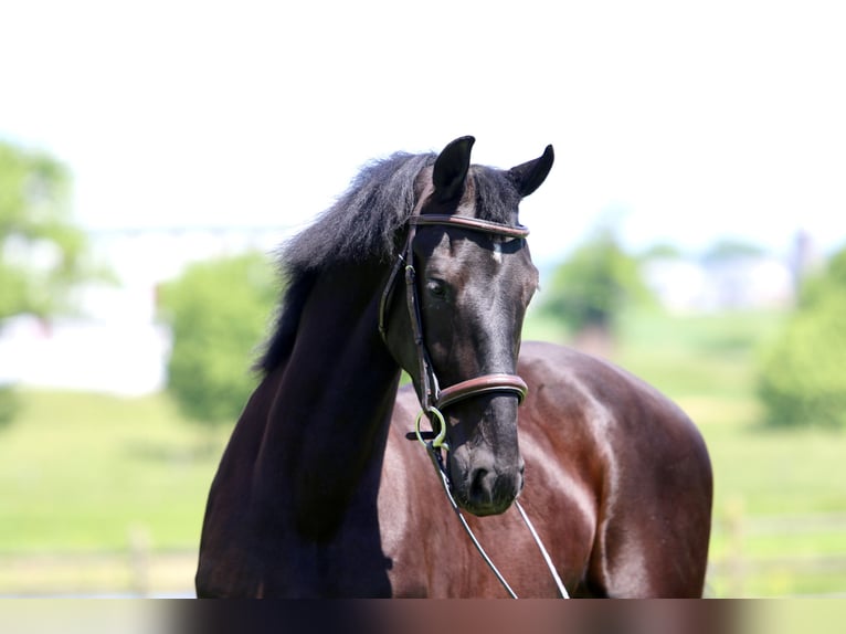 Friesian horses Gelding 3 years 16,2 hh Black in Gap