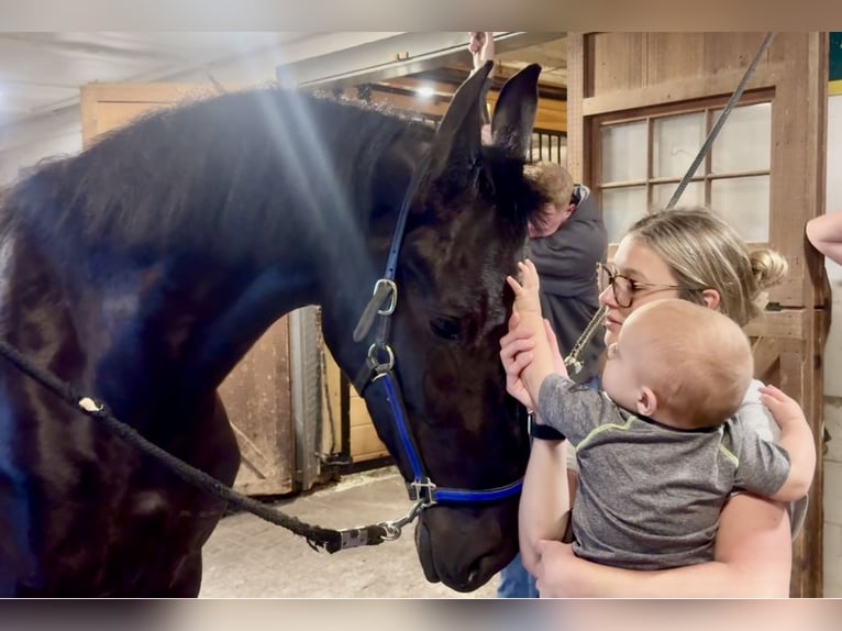 Friesian horses Gelding 3 years 16,2 hh Black in Gap