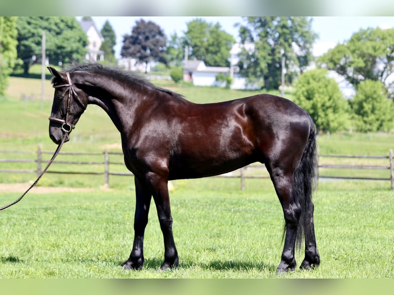 Friesian horses Gelding 3 years 16,2 hh Black in Gap