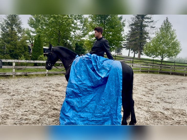 Friesian horses Gelding 3 years 16,2 hh Black in Gap