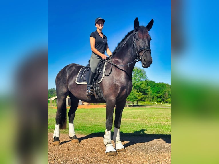 Friesian horses Gelding 3 years Black in Texarkana TX