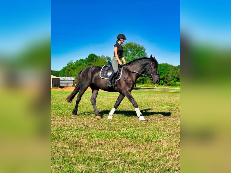 Friesian horses Gelding 3 years Black in Texarkana TX