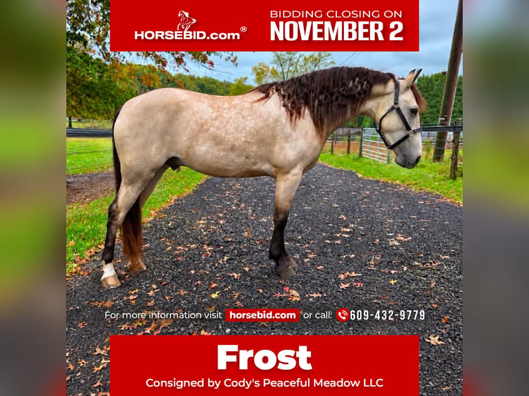 Friesian horses Mix Gelding 3 years Buckskin in Allentown