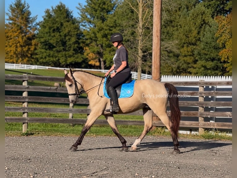 Friesian horses Mix Gelding 3 years Buckskin in Allentown