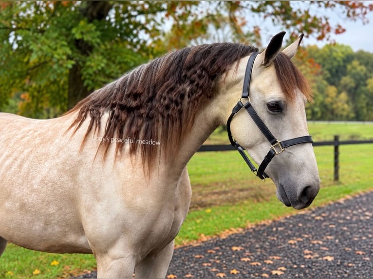 Friesian horses Mix Gelding 3 years Buckskin in Allentown
