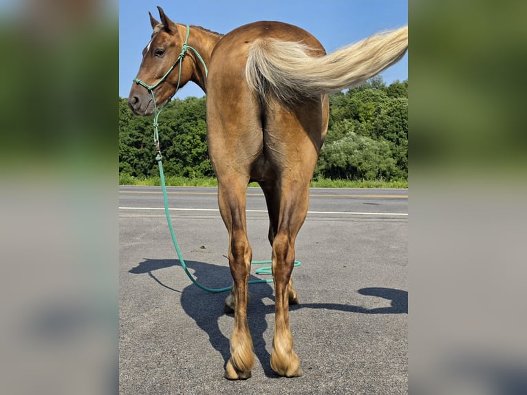 Friesian horses Gelding 3 years Champagne in Lyons