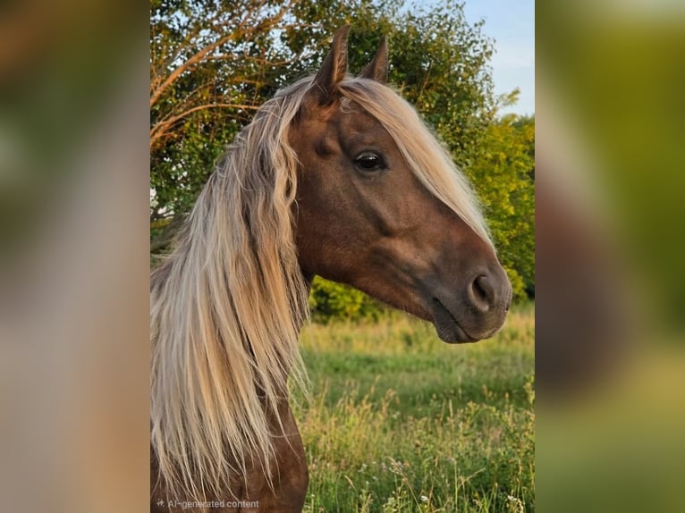 Friesian horses Gelding 3 years Champagne in Lyons