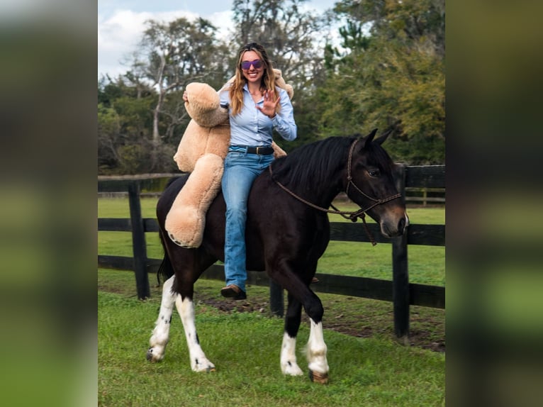 Friesian horses Mix Gelding 4 years 13,3 hh in Ocala, FL