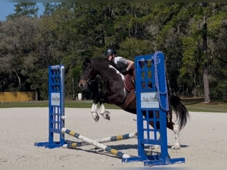 Friesian horses Mix Gelding 4 years 13,3 hh in Ocala, FL