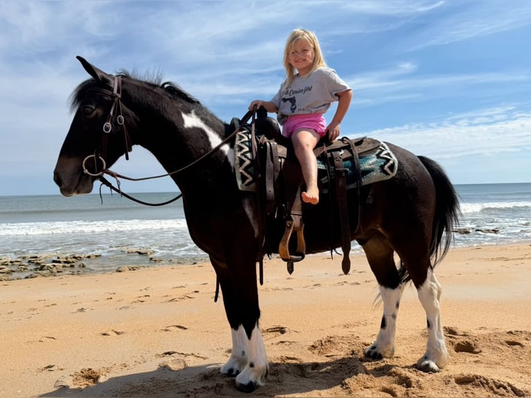 Friesian horses Mix Gelding 4 years 13,3 hh in Ocala, FL