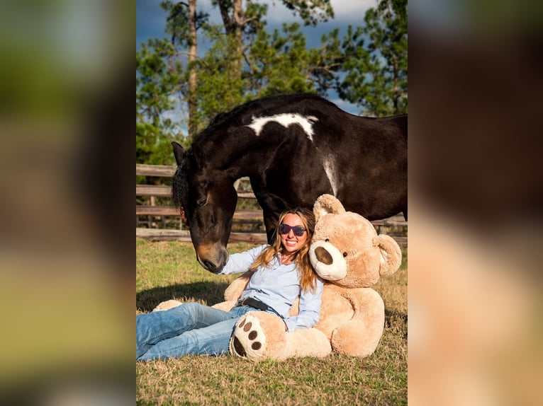 Friesian horses Mix Gelding 4 years 13,3 hh in Ocala, FL