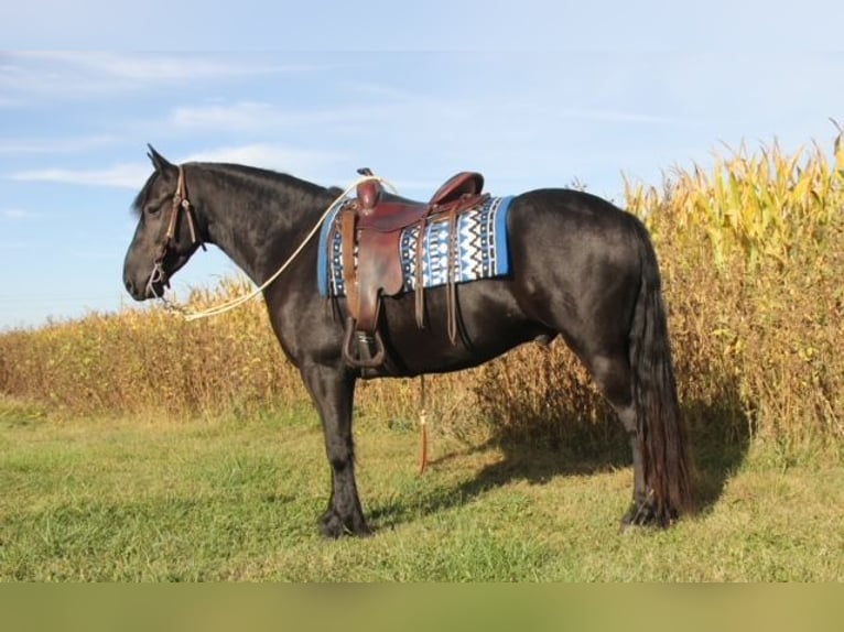 Friesian horses Mix Gelding 4 years 14,3 hh Black in Cambridge, IA