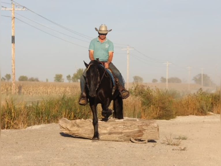 Friesian horses Mix Gelding 4 years 14,3 hh Black in Cambridge, IA