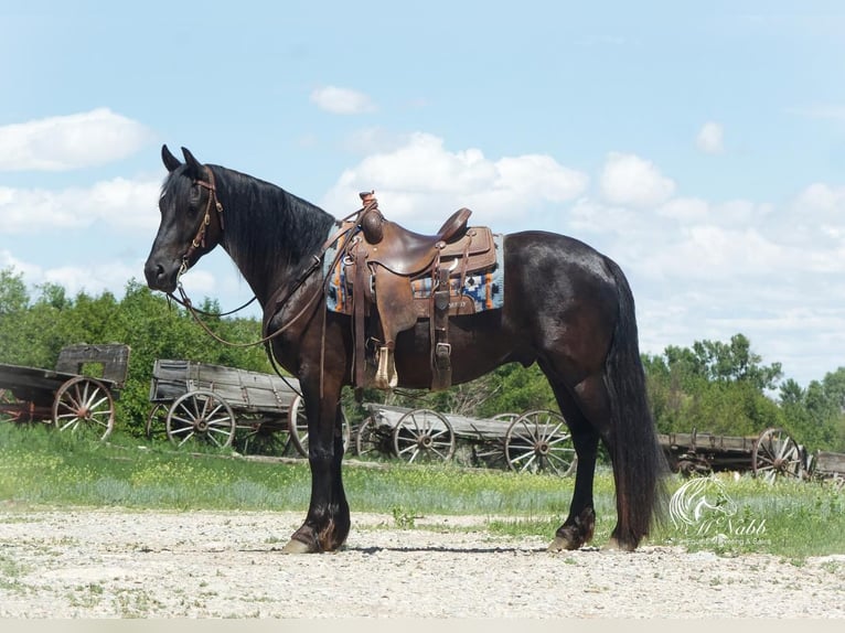 Friesian horses Gelding 4 years 14,3 hh Black in Cody, WY