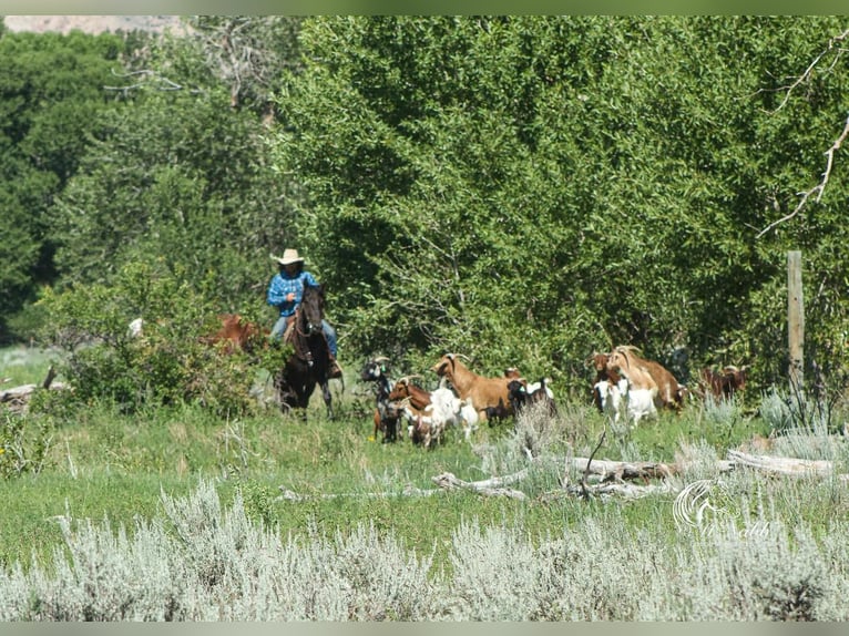 Friesian horses Gelding 4 years 14,3 hh Black in Cody, WY