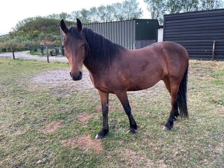Friesian horses Mix Gelding 4 years 14.3 hh Brown in Nieuw-Buinen
