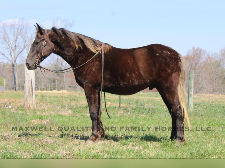 Friesian horses Gelding 4 years 14,3 hh Brown in Cherryville NC