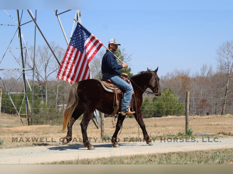 Friesian horses Gelding 4 years 14,3 hh Brown in Cherryville NC
