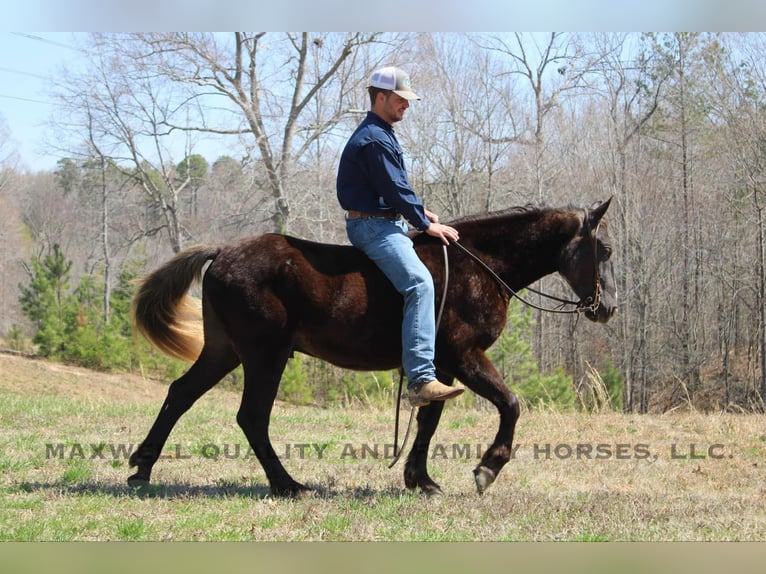 Friesian horses Gelding 4 years 14,3 hh Brown in Cherryville NC