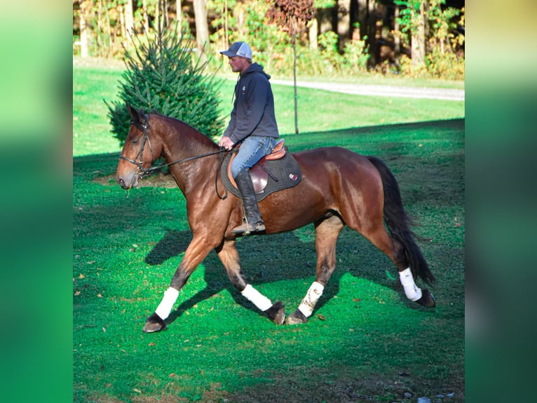 Friesian horses Gelding 4 years 15,1 hh Bay in Warsaw NY