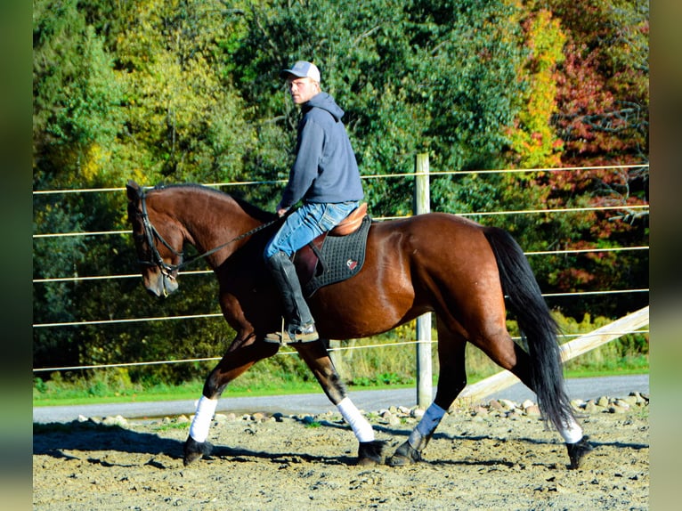 Friesian horses Gelding 4 years 15,1 hh Bay in Warsaw NY