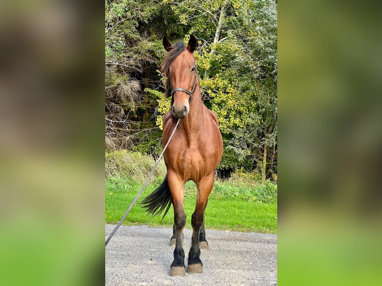 Friesian horses Gelding 4 years 15,1 hh Bay in Warsaw NY