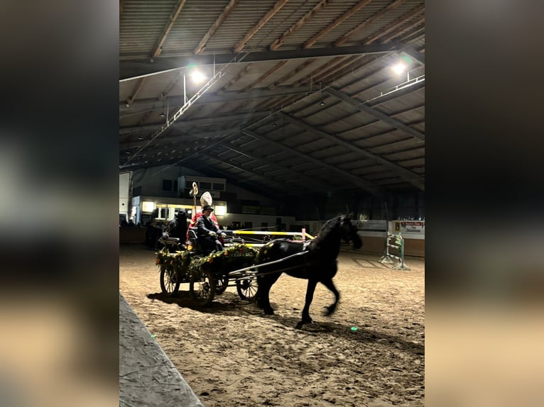 Friesian horses Gelding 4 years 15,1 hh Black in Tecklenburg