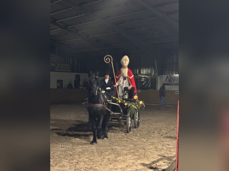 Friesian horses Gelding 4 years 15,1 hh Black in Tecklenburg