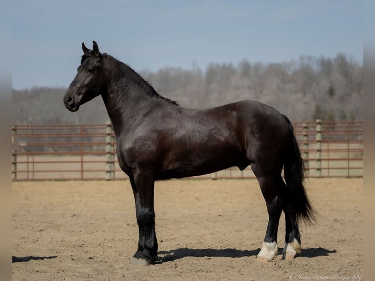 Friesian horses Mix Gelding 4 years 15,1 hh Black in Auburn, KY