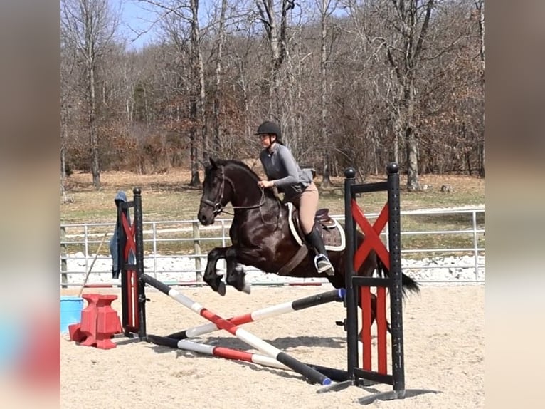 Friesian horses Mix Gelding 4 years 15,1 hh Black in Auburn, KY