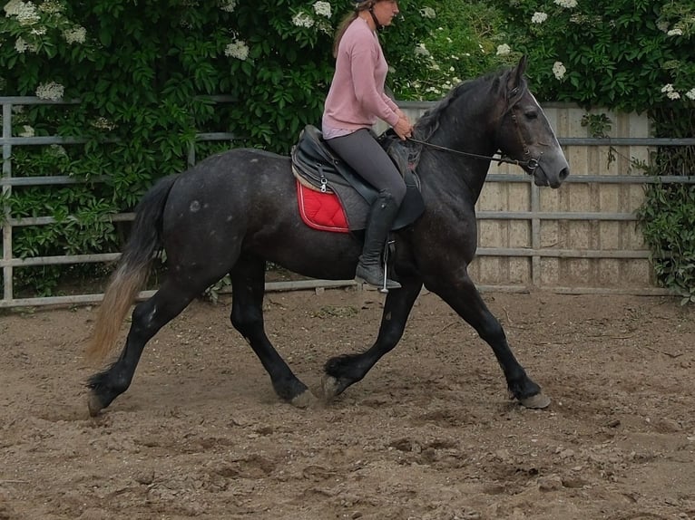 Friesian horses Mix Gelding 4 years 15.1 hh Grey-Dark-Tan in Rudersdorf