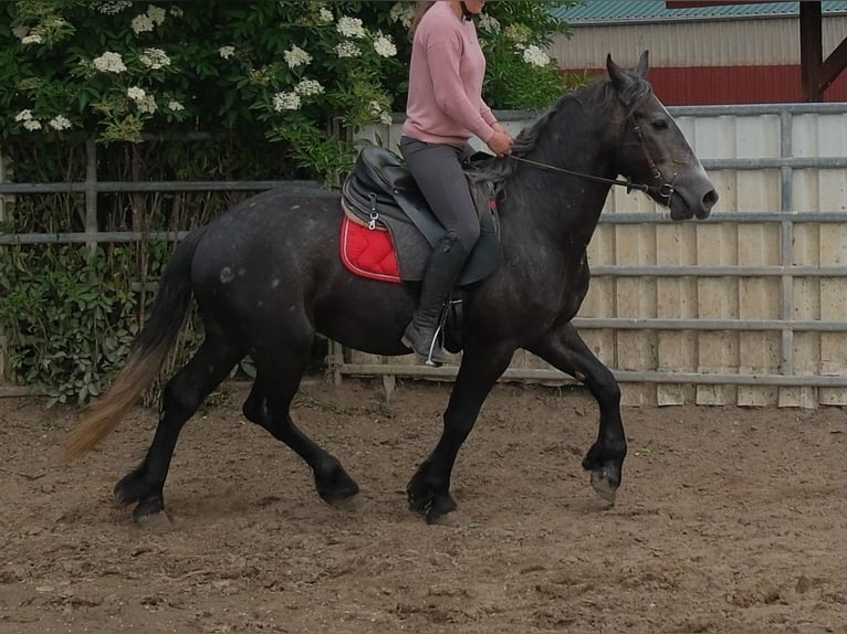 Friesian horses Mix Gelding 4 years 15.1 hh Grey-Dark-Tan in Rudersdorf