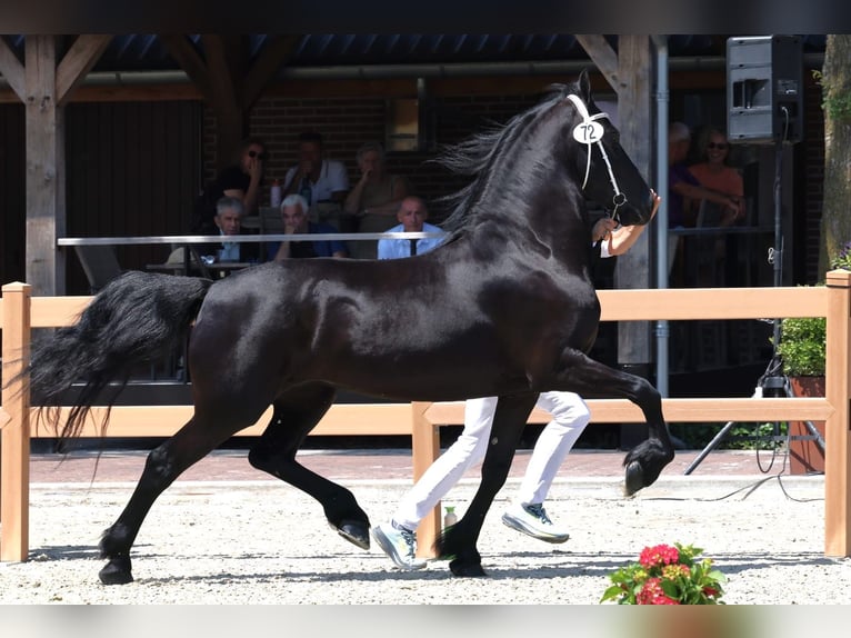 Friesian horses Gelding 4 years 15.2 hh Black in Selfkant