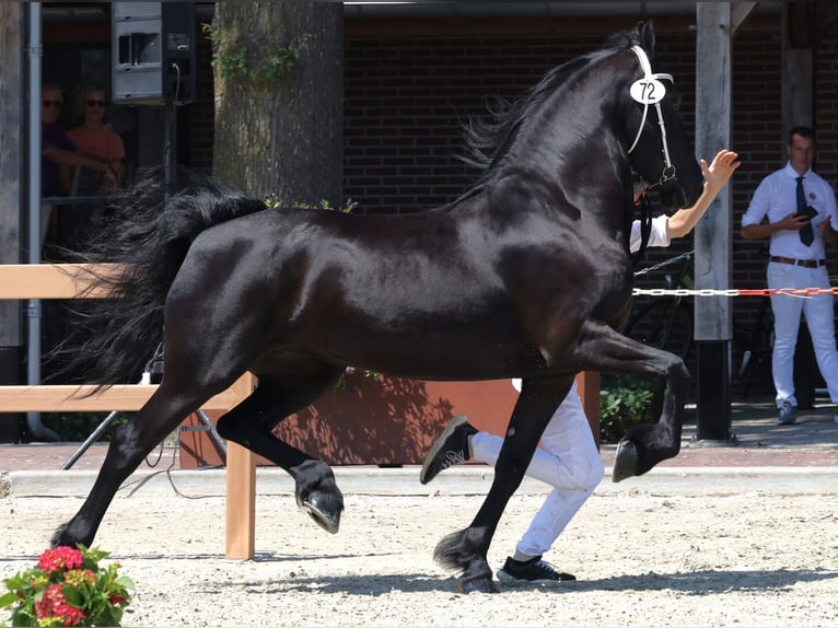 Friesian horses Gelding 4 years 15.2 hh Black in Selfkant
