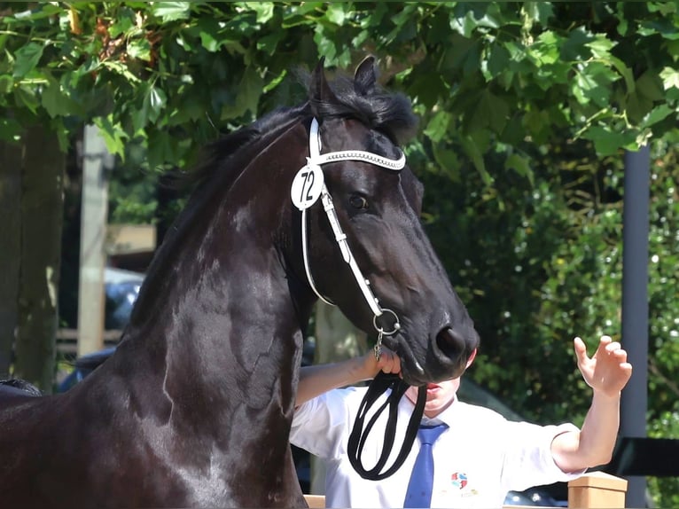 Friesian horses Gelding 4 years 15.2 hh Black in Selfkant