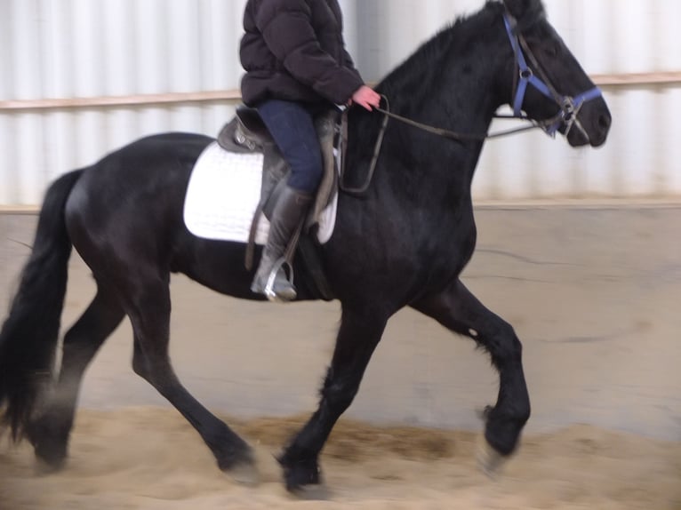 Friesian horses Gelding 4 years 15,2 hh Black in Buttstädt