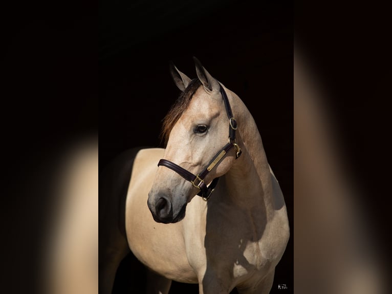 Friesian horses Gelding 4 years 15,2 hh Buckskin in Hopkinsville