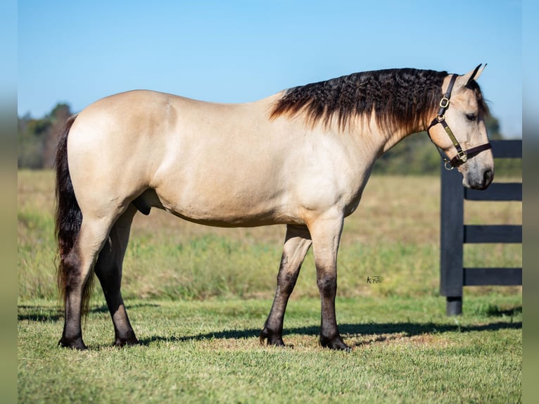 Friesian horses Gelding 4 years 15,2 hh Buckskin in Hopkinsville