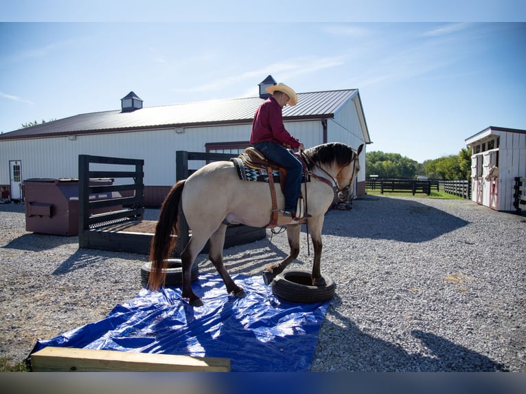 Friesian horses Gelding 4 years 15,2 hh Buckskin in Hopkinsville