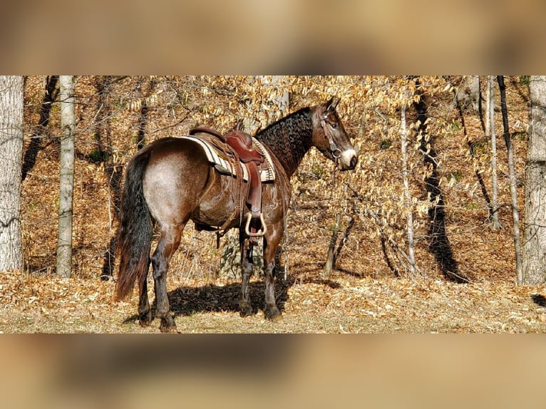 Friesian horses Gelding 4 years 15,2 hh Buckskin in Fresno, OH