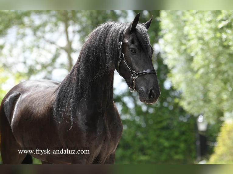 Friesian horses Gelding 4 years 15,3 hh Black in Mijnsheerenland