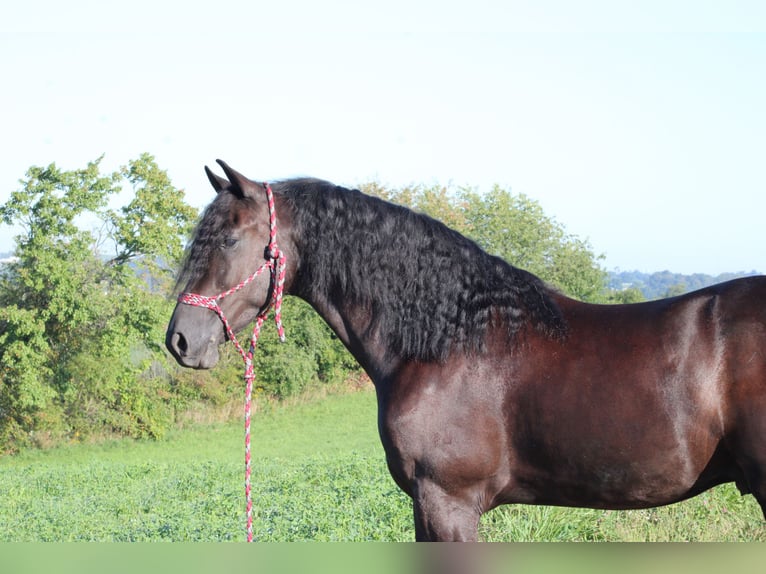 Friesian horses Mix Gelding 4 years 15,3 hh Black in Baltic, OH