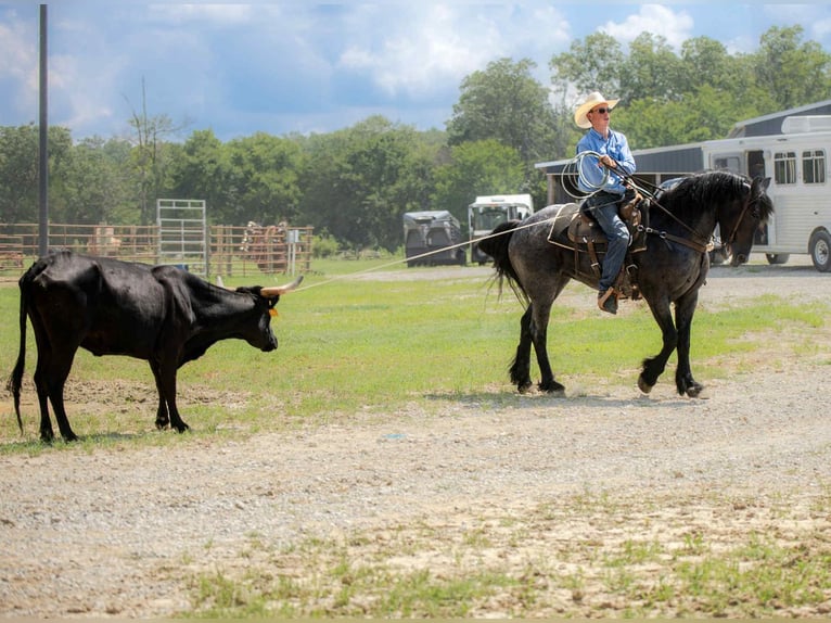 Friesian horses Mix Gelding 4 years 15,3 hh Roan-Blue in Auburn, KY
