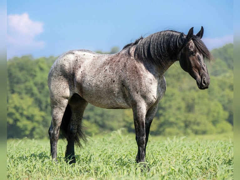 Friesian horses Mix Gelding 4 years 15,3 hh Roan-Blue in Auburn, KY