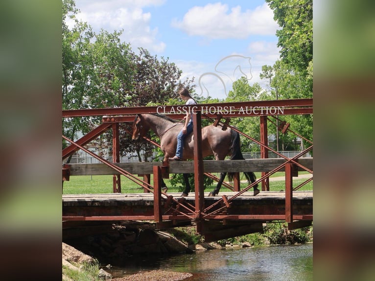 Friesian horses Gelding 4 years 15 hh Bay in Auburn, KY