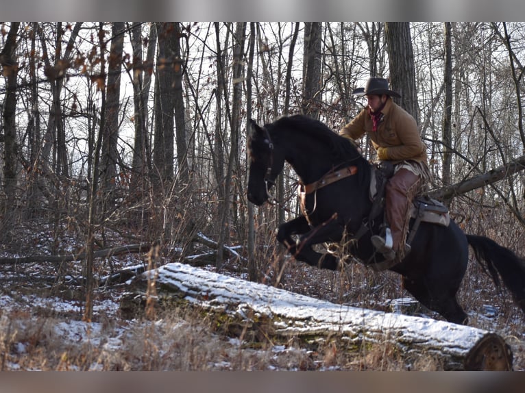 Friesian horses Mix Gelding 4 years 15 hh Black in Baltic, OH