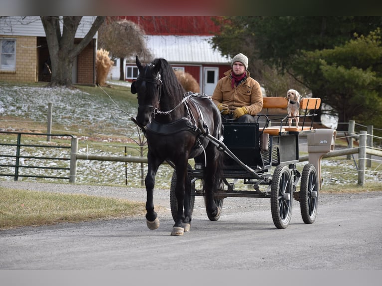 Friesian horses Mix Gelding 4 years 15 hh Black in Baltic, OH