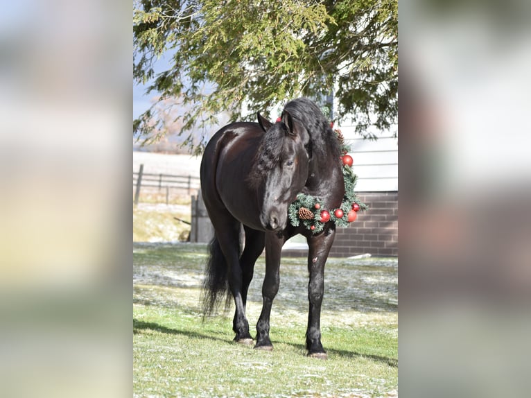 Friesian horses Mix Gelding 4 years 15 hh Black in Baltic, OH