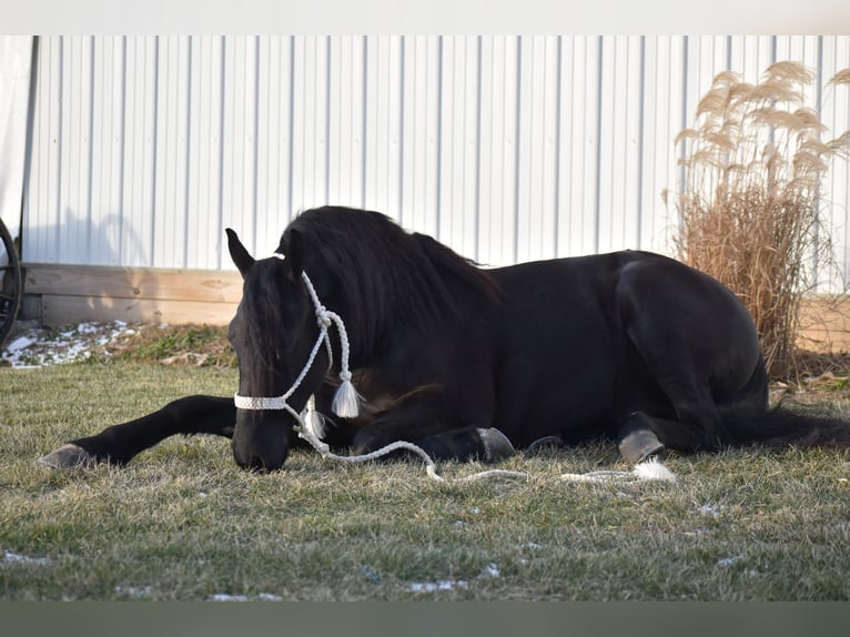 Friesian horses Mix Gelding 4 years 15 hh Black in Baltic, OH